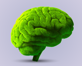 הסלט של הבוקר